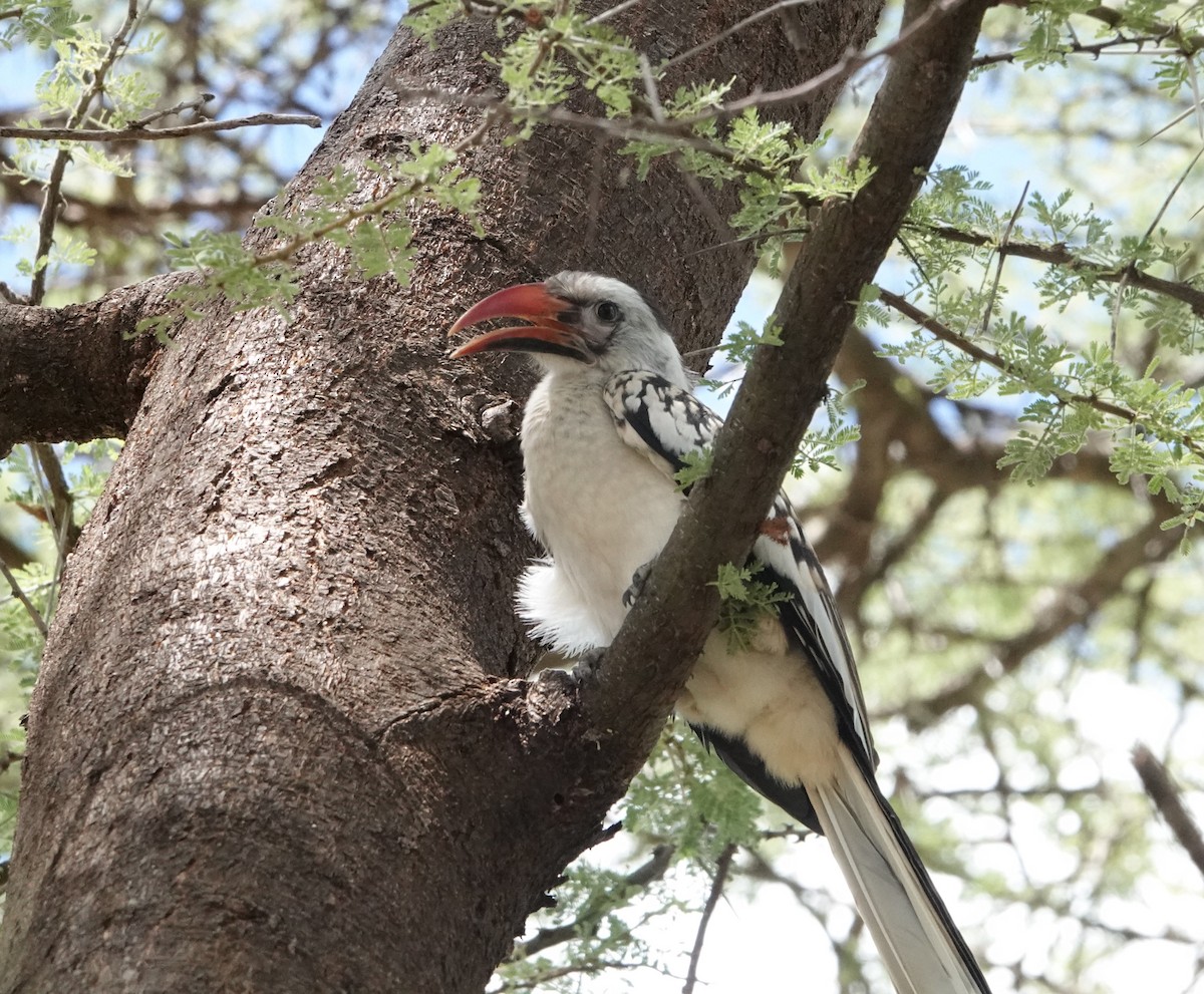 Northern Red-billed Hornbill - ML620731763