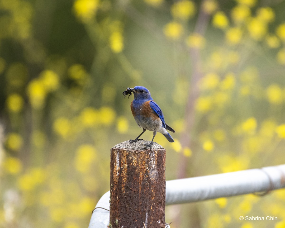 Western Bluebird - ML620731765