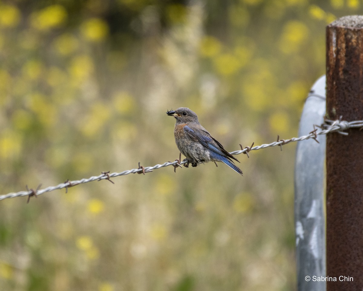 Western Bluebird - ML620731766