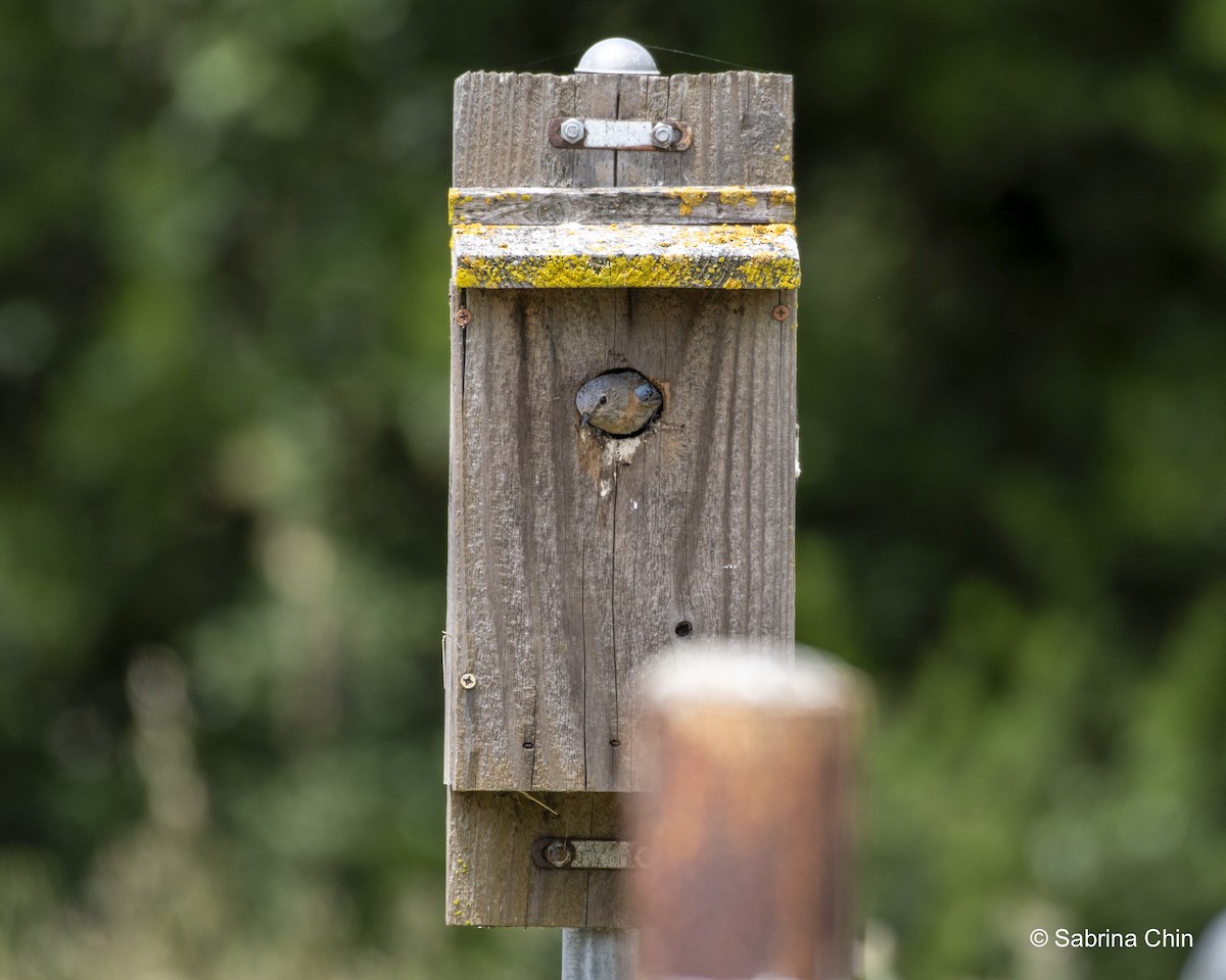 Western Bluebird - ML620731769