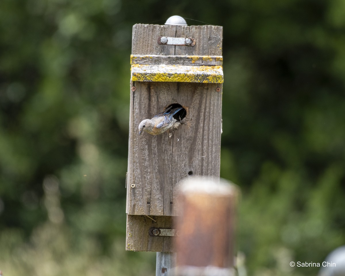 Western Bluebird - ML620731770