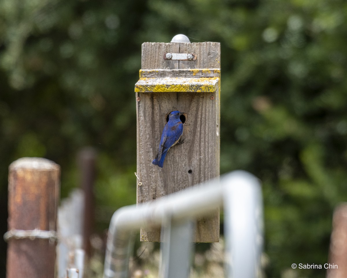 Western Bluebird - ML620731772