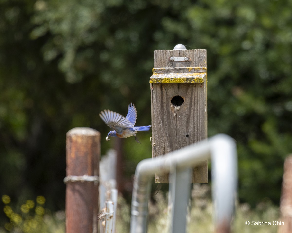 Western Bluebird - ML620731774