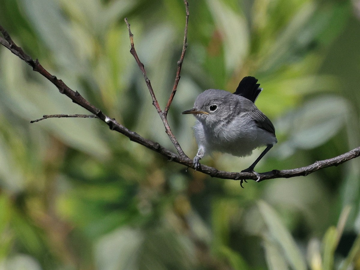 Blue-gray Gnatcatcher - ML620731776