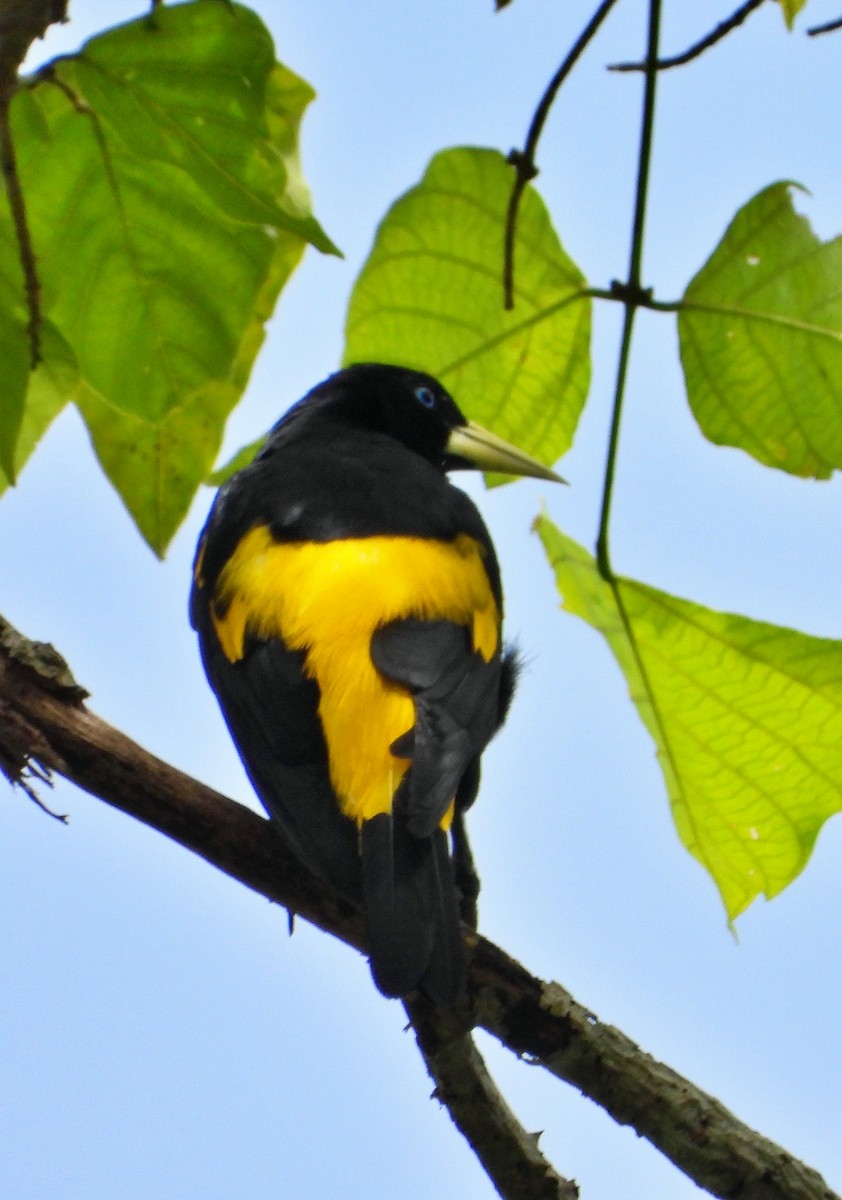Yellow-rumped Cacique - ML620731779
