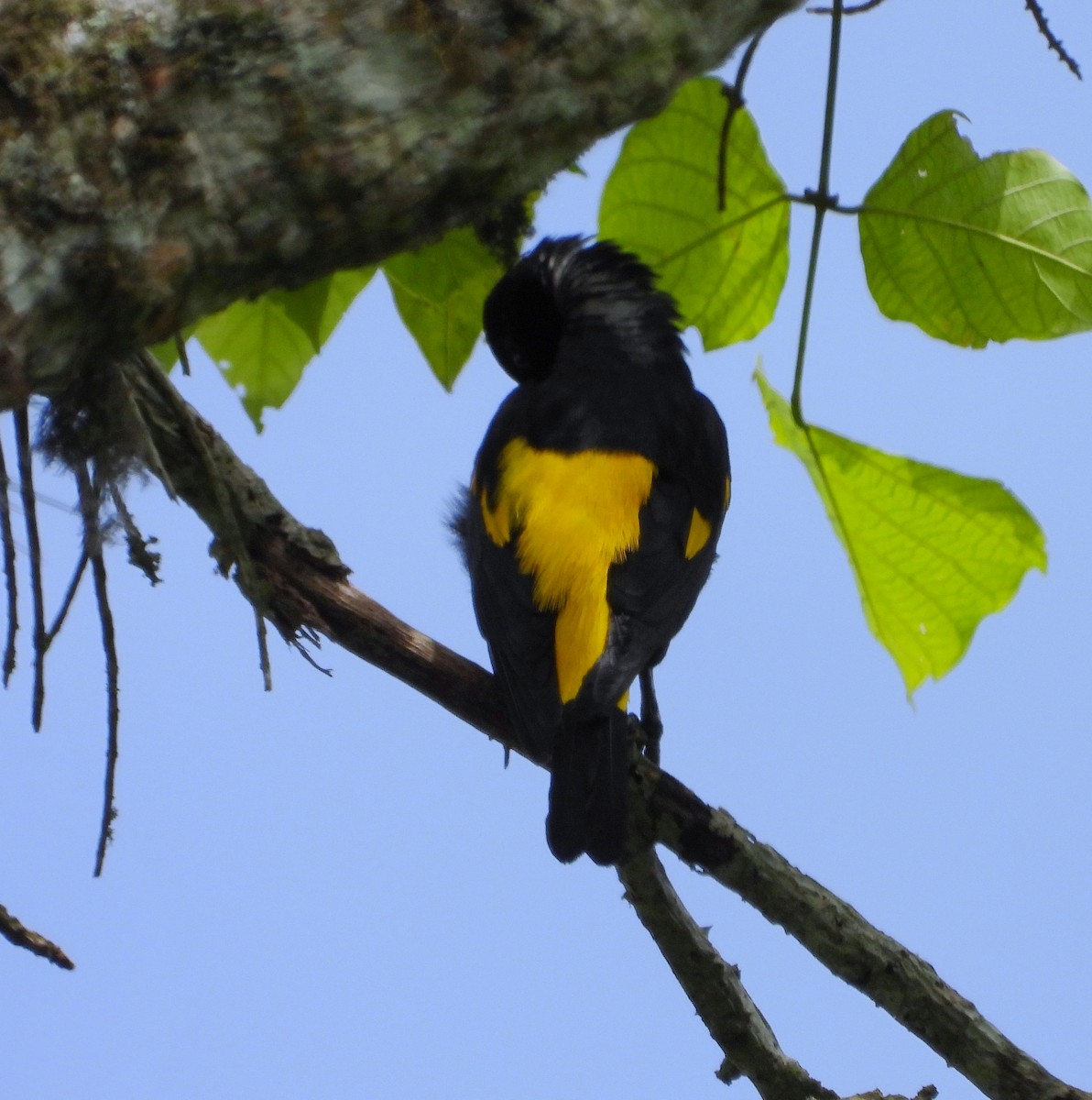 Yellow-rumped Cacique - ML620731780