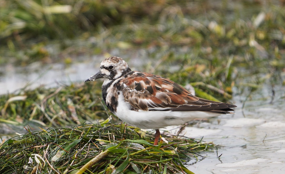 Ruddy Turnstone - ML620731782