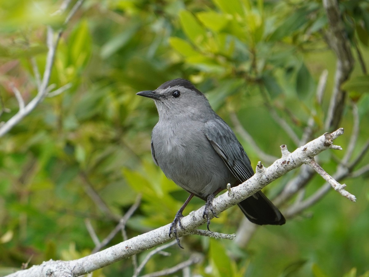 Gray Catbird - Sud Menon