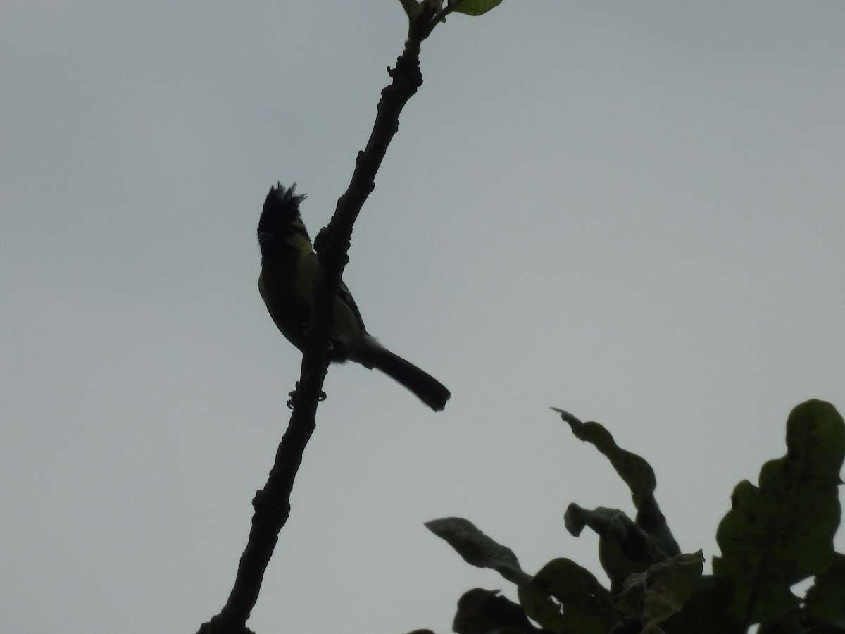 Indian Yellow Tit - ML620731786