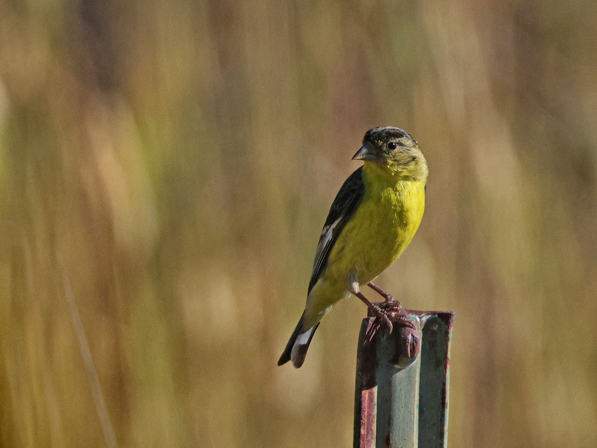 Lesser Goldfinch - ML620731787