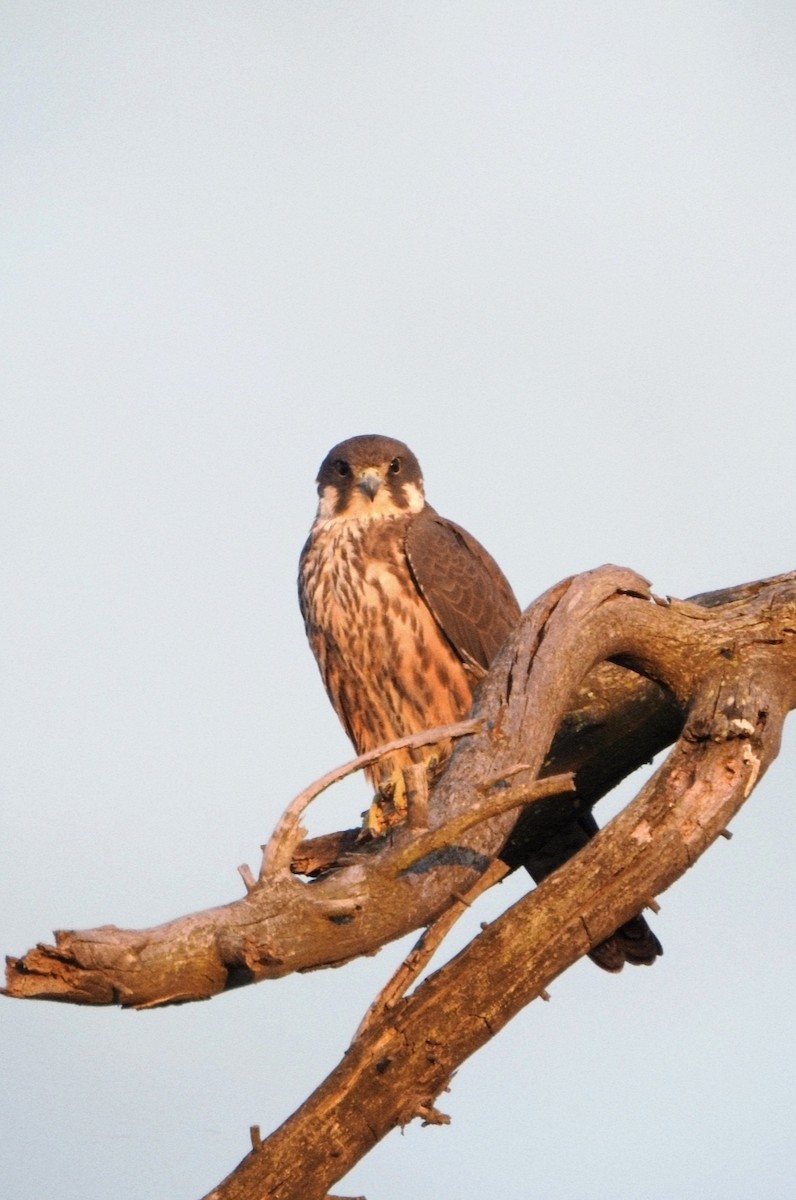 Eleonora's Falcon - ML620731788