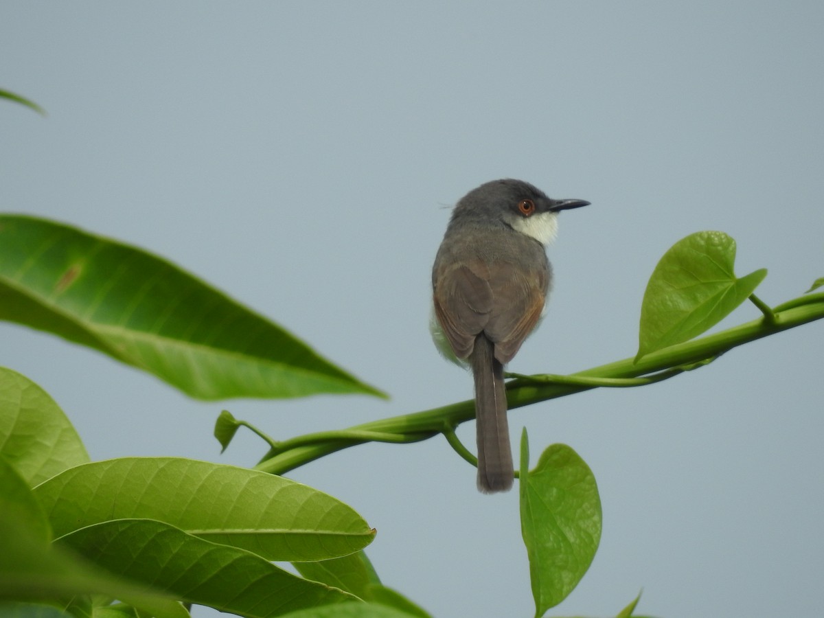 Jungle Prinia - ML620731790