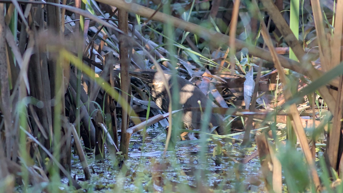 Black Bittern - ML620731791