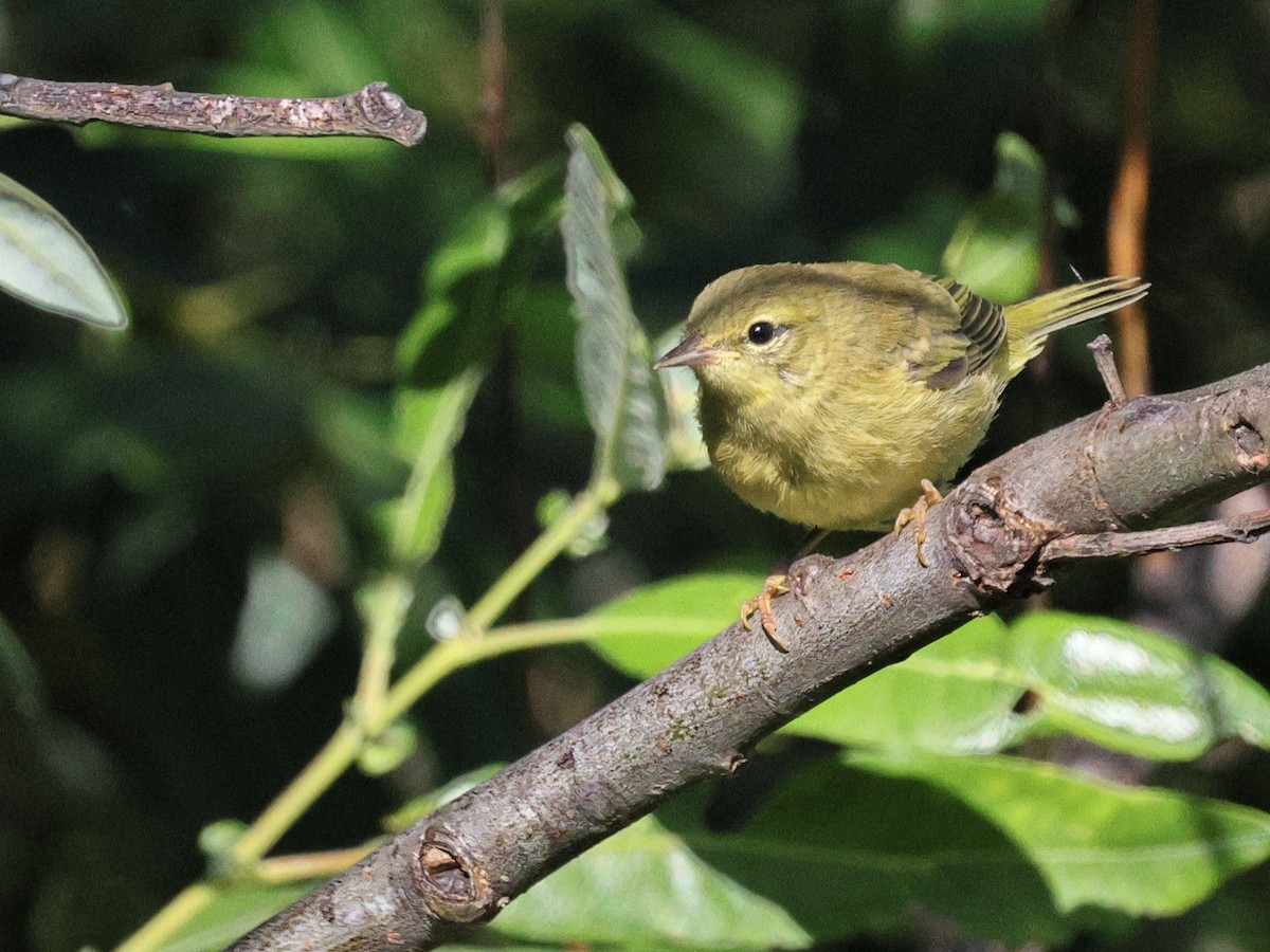 Orange-crowned Warbler - ML620731792