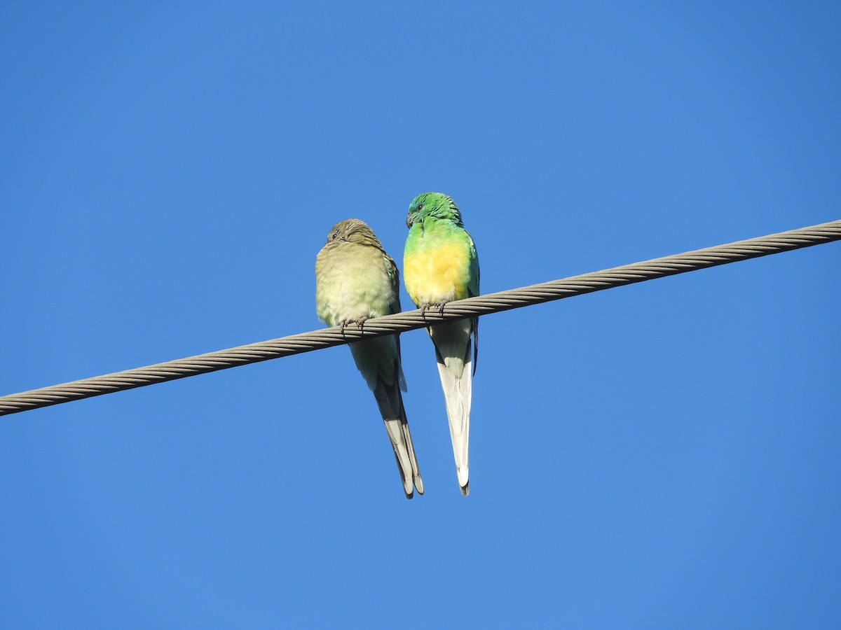 Red-rumped Parrot - Charles Silveira