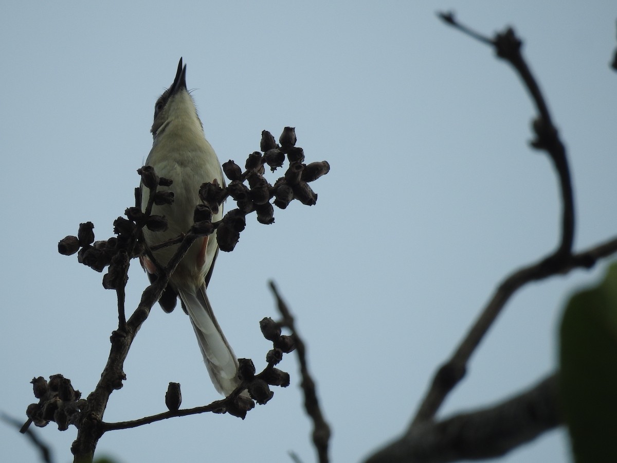 Prinia forestière - ML620731794