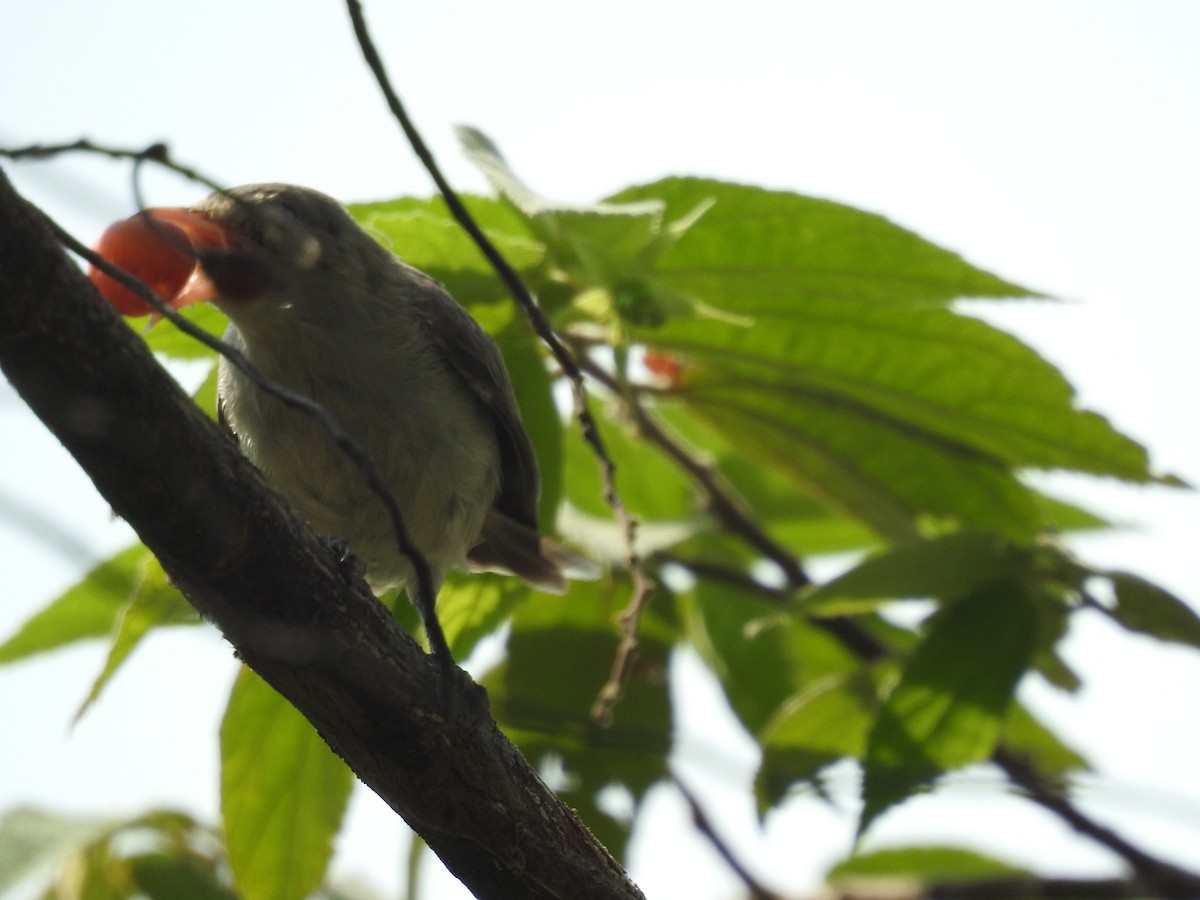 Pale-billed Flowerpecker - ML620731795