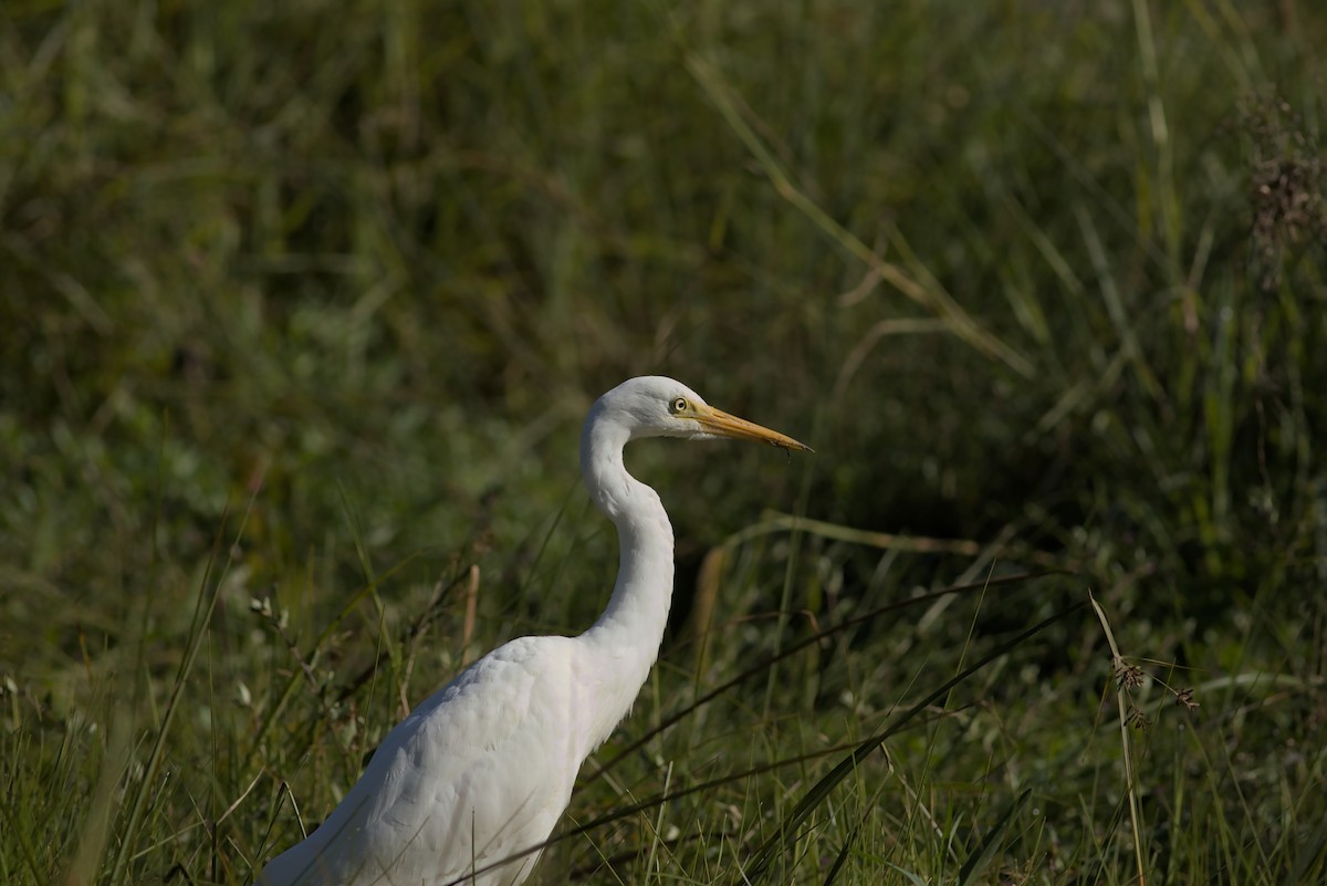 Great Egret - Brandon Hewitt