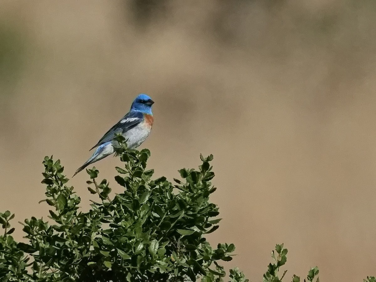 Lazuli Bunting - Tim Bray