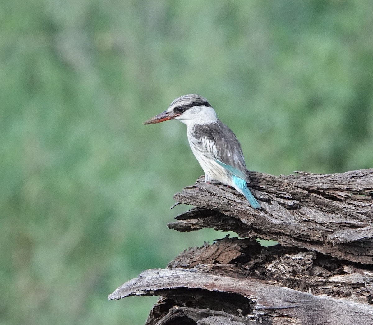 Striped Kingfisher - ML620731800