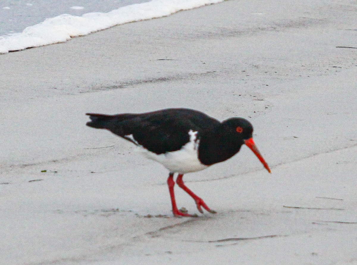 Pied Oystercatcher - ML620731802