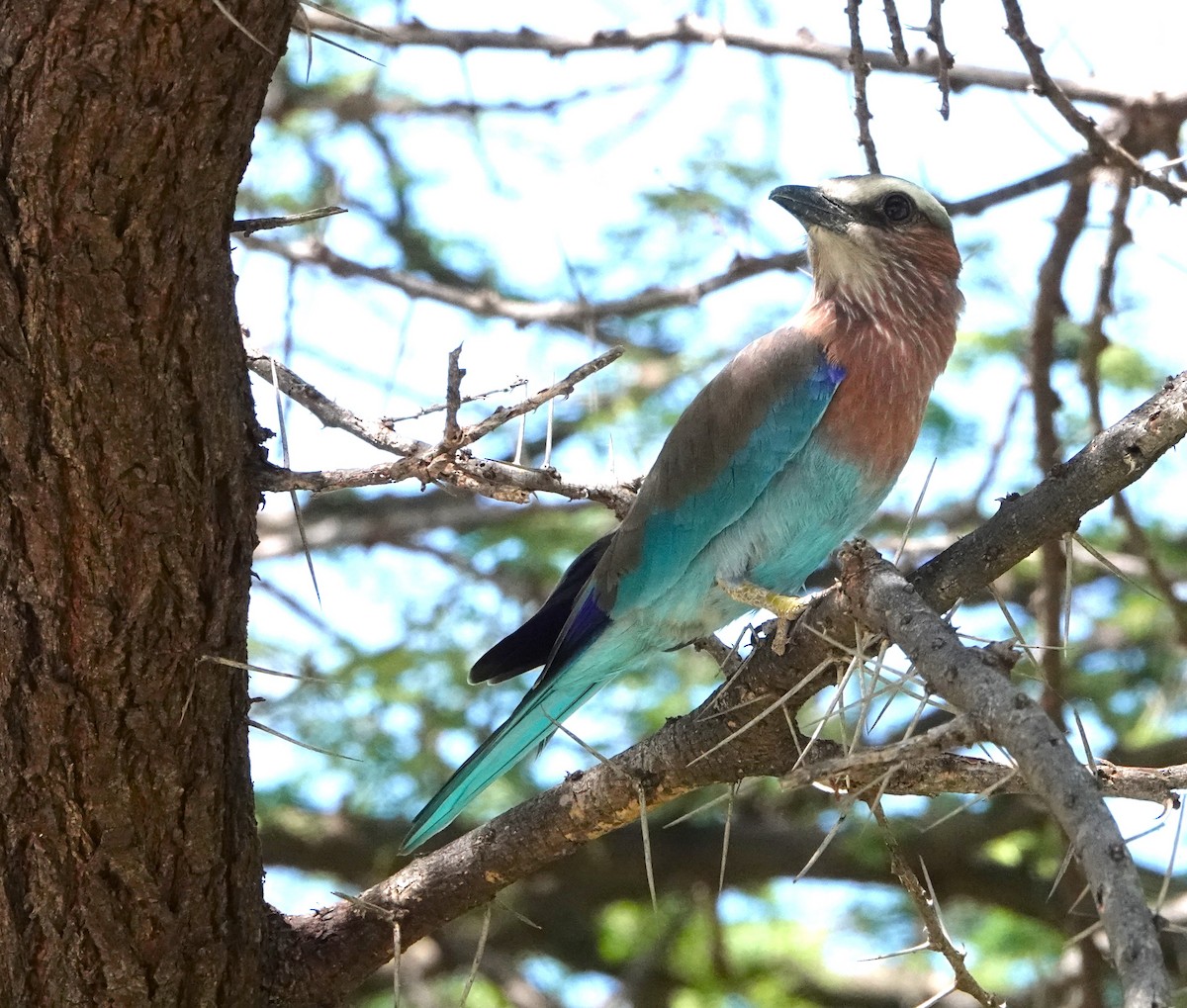 Lilac-breasted Roller - ML620731804