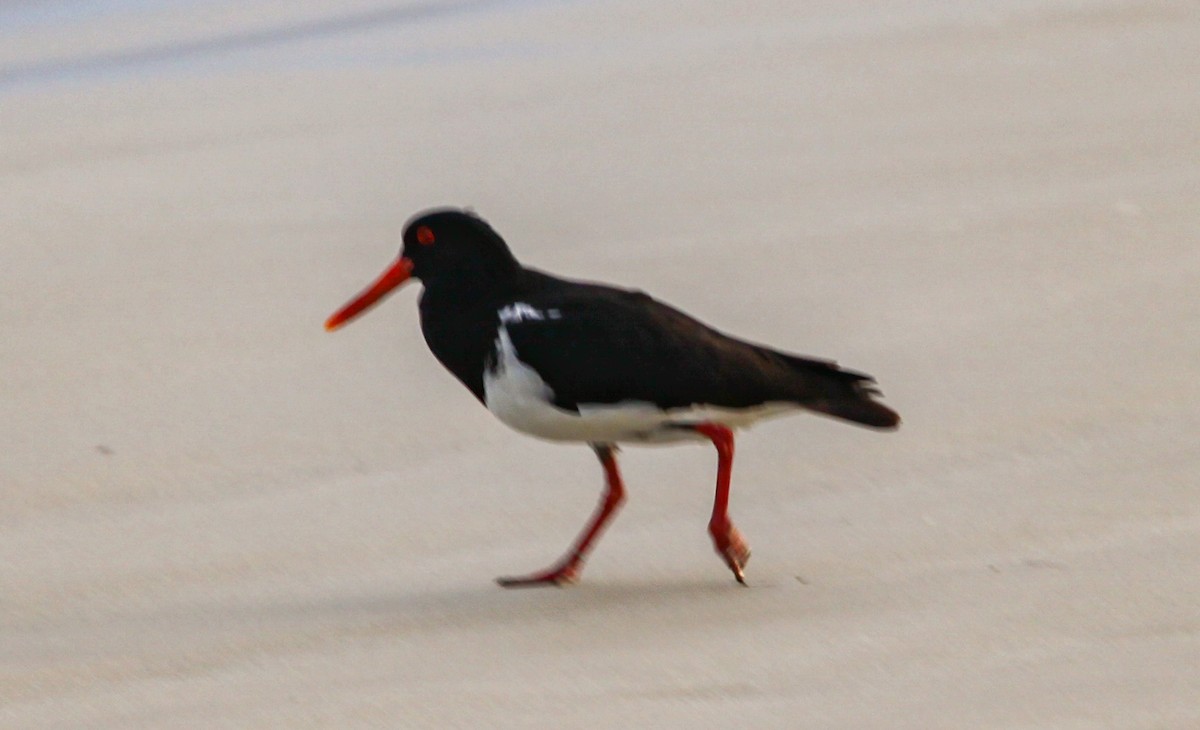 Pied Oystercatcher - ML620731805