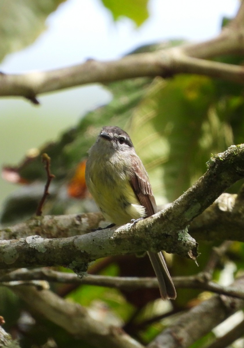 Forest Elaenia - Manuel Pérez R.