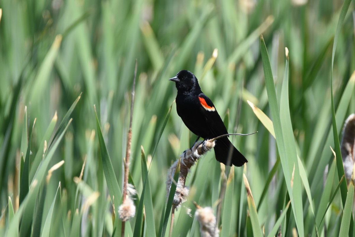 Red-winged Blackbird (Red-winged) - ML620731807