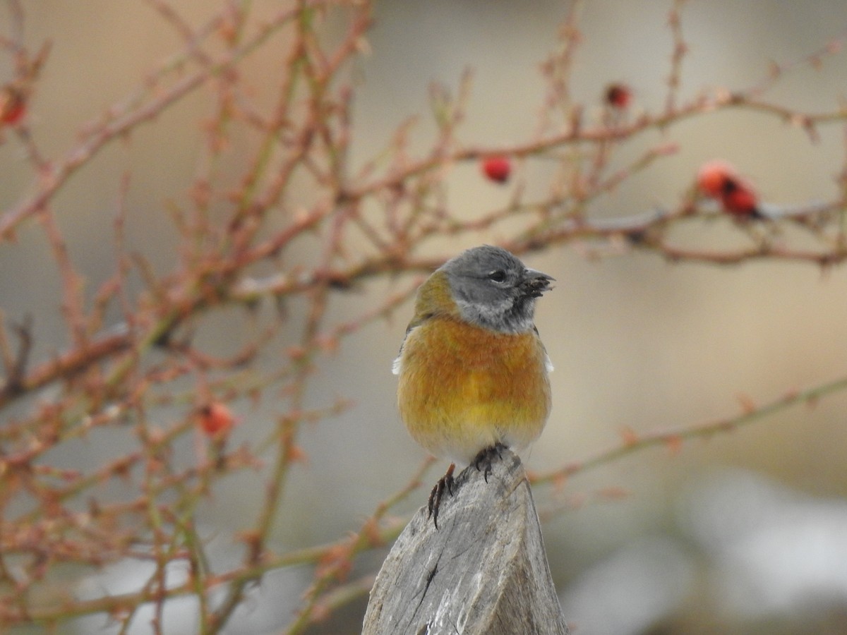 Gray-hooded Sierra Finch - ML620731808