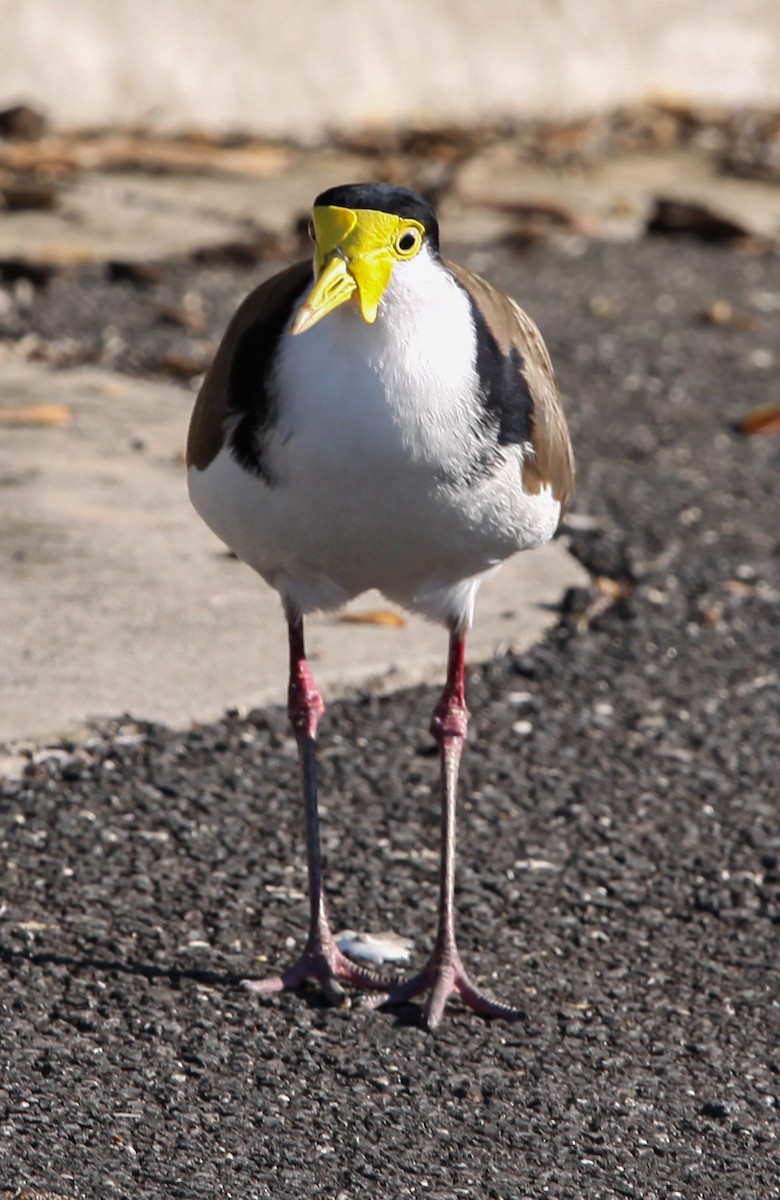 Masked Lapwing - ML620731809