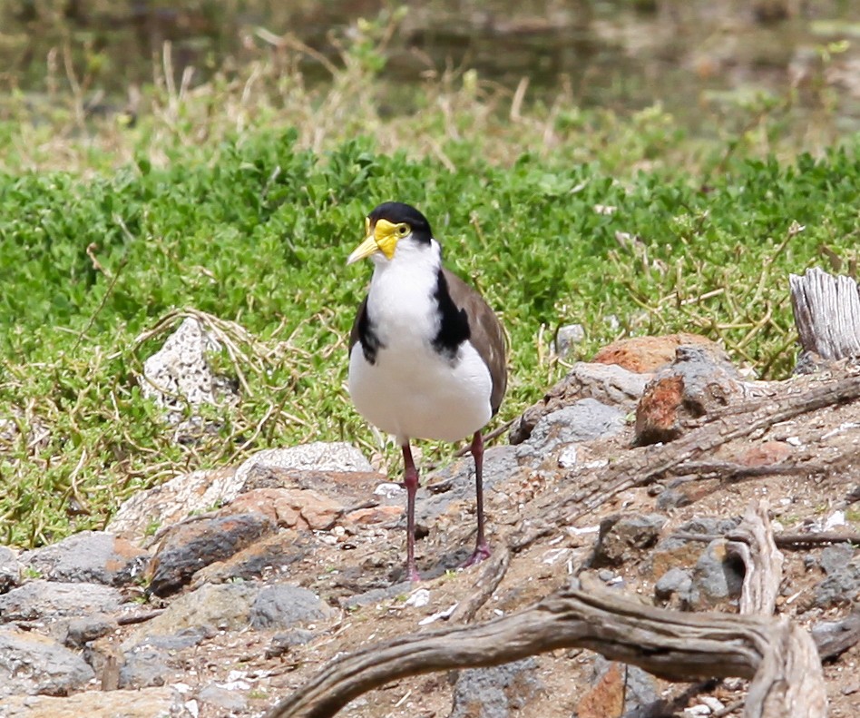 Masked Lapwing - ML620731811