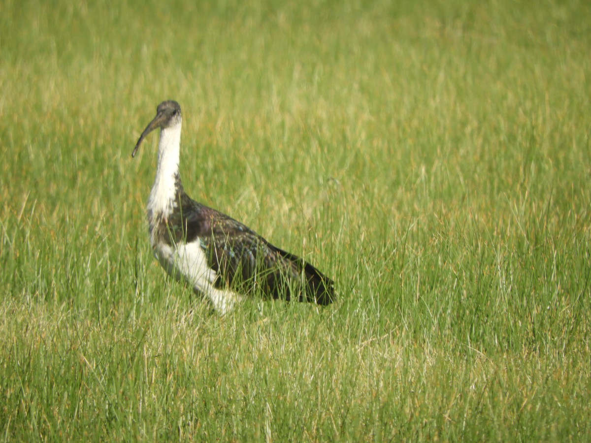 Straw-necked Ibis - ML620731812