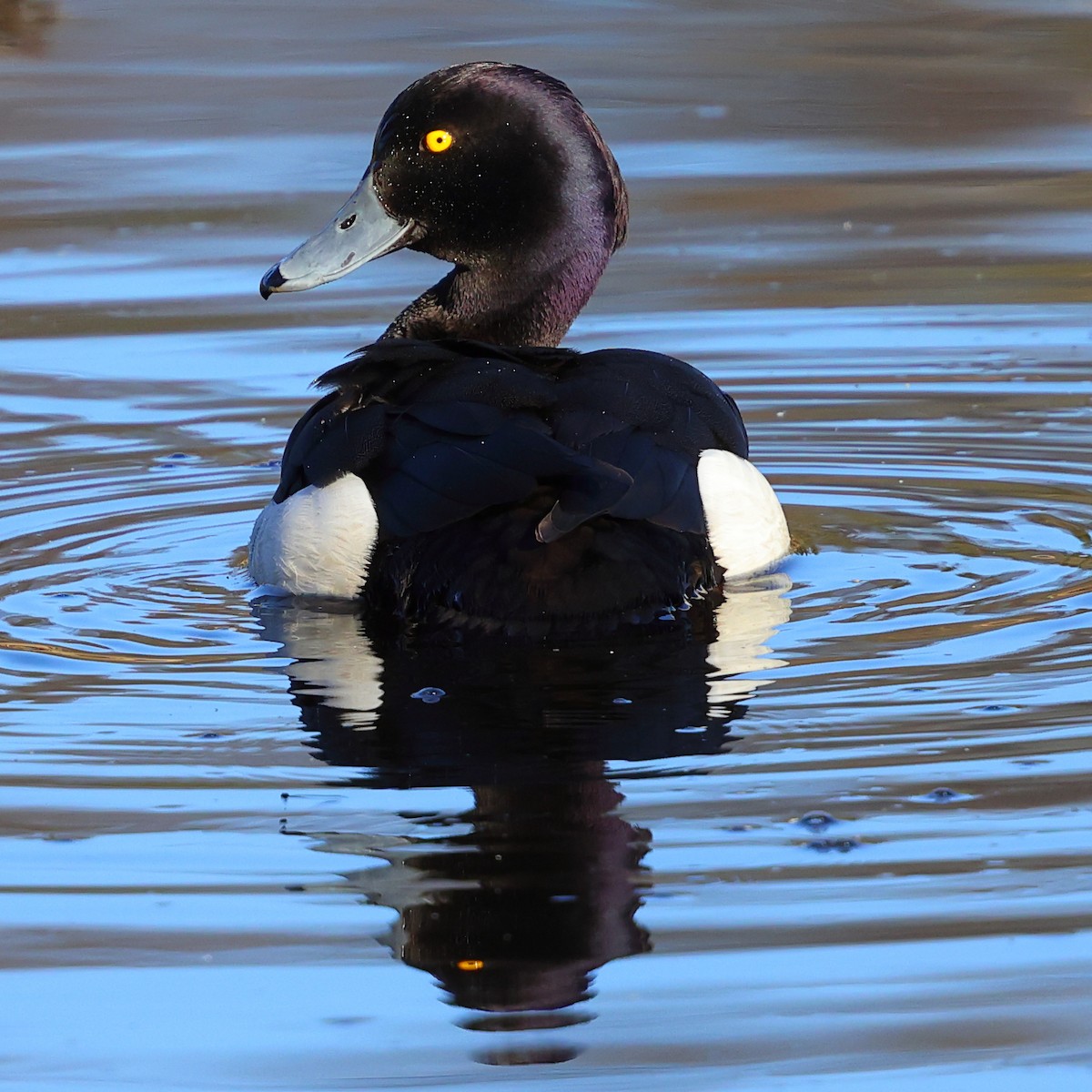 Tufted Duck - ML620731813