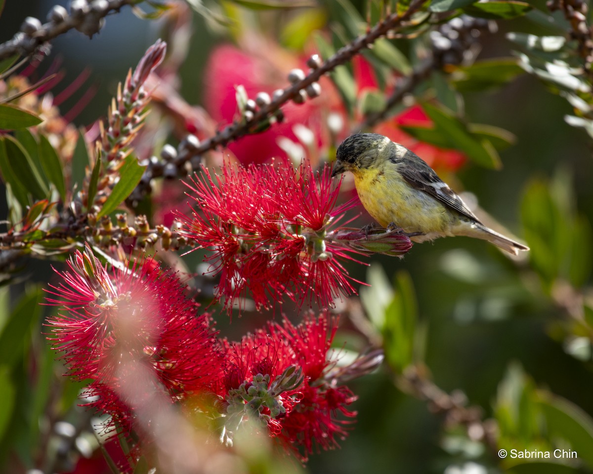 Lesser Goldfinch - ML620731816