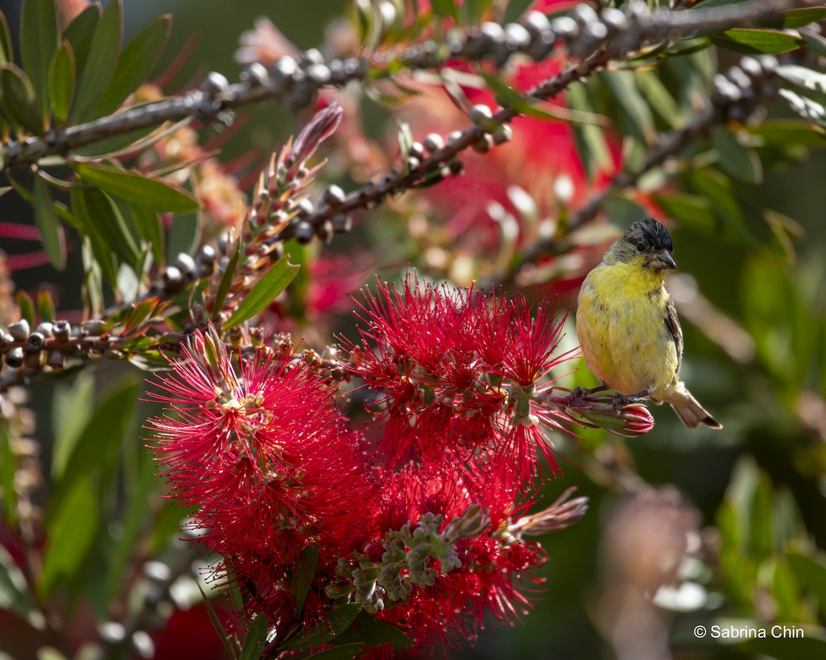 Lesser Goldfinch - Sabrina Chin