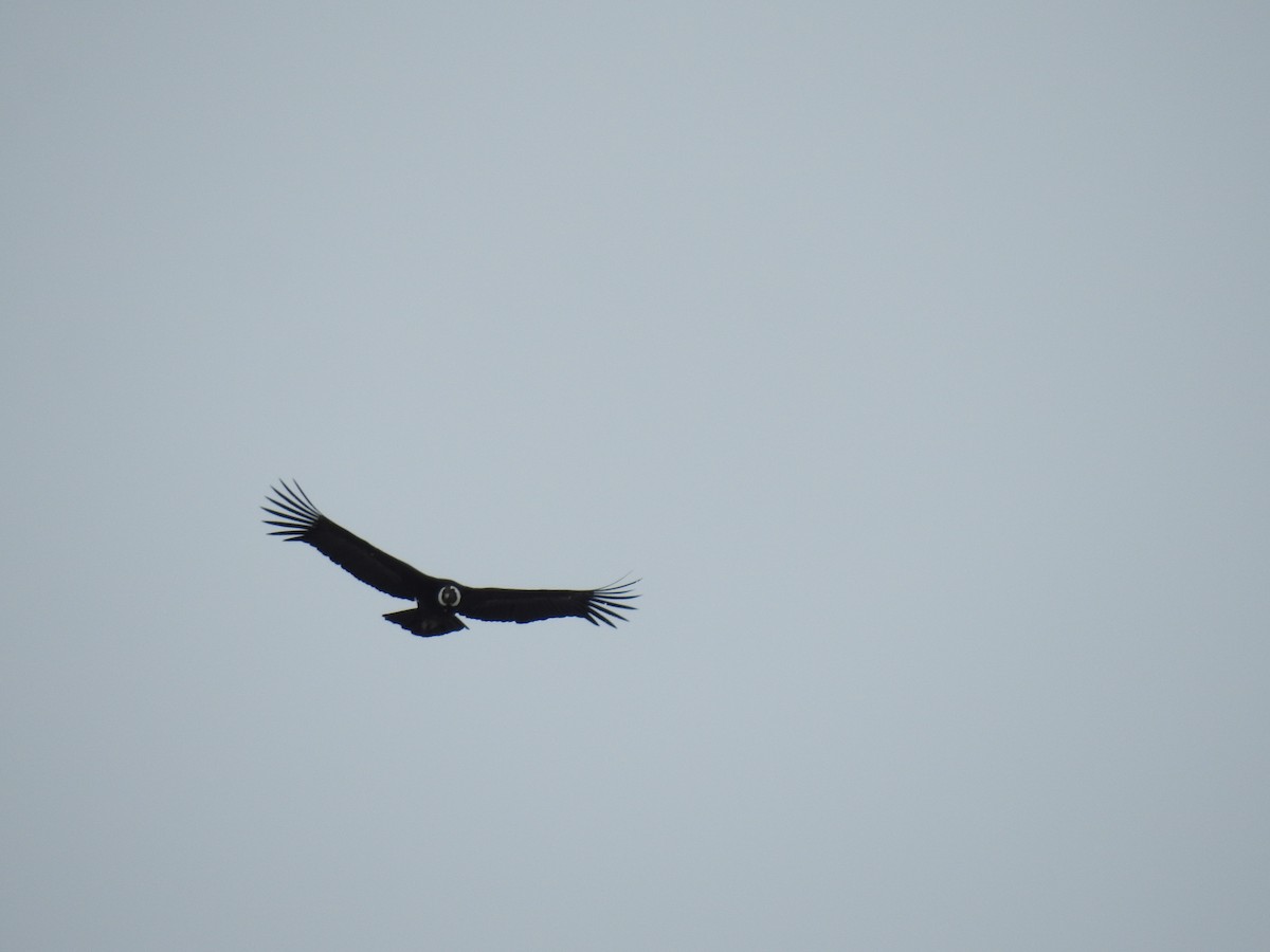 Andean Condor - ML620731820