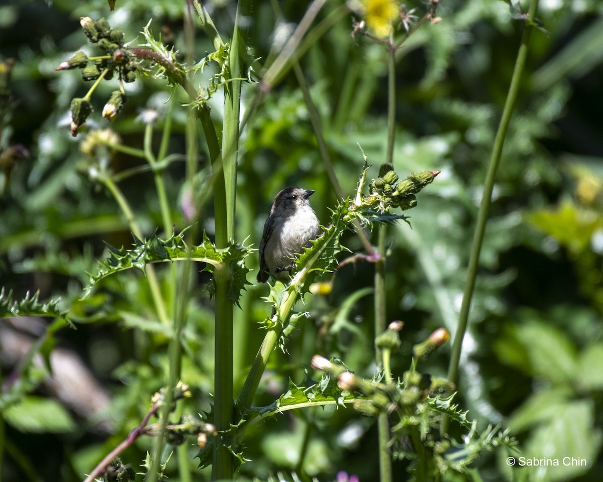 Bushtit - ML620731824