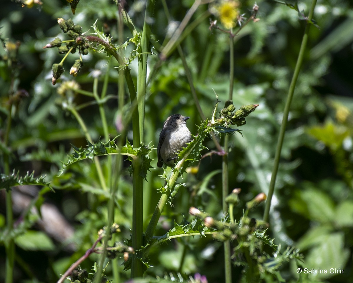 Bushtit - ML620731825