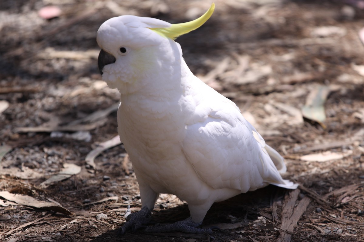 Sulphur-crested Cockatoo - ML620731828