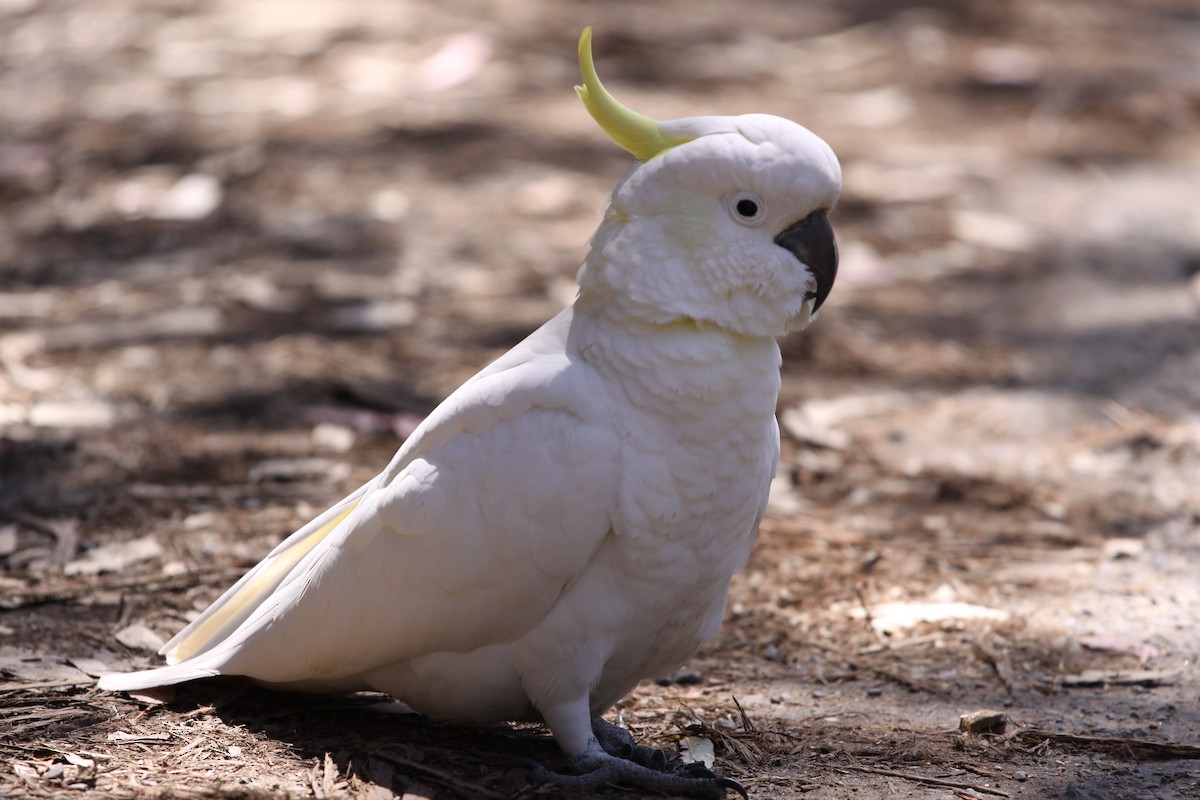 Sulphur-crested Cockatoo - ML620731829