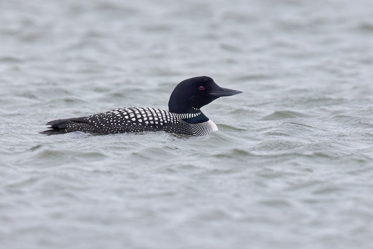 Common Loon - ML620731830