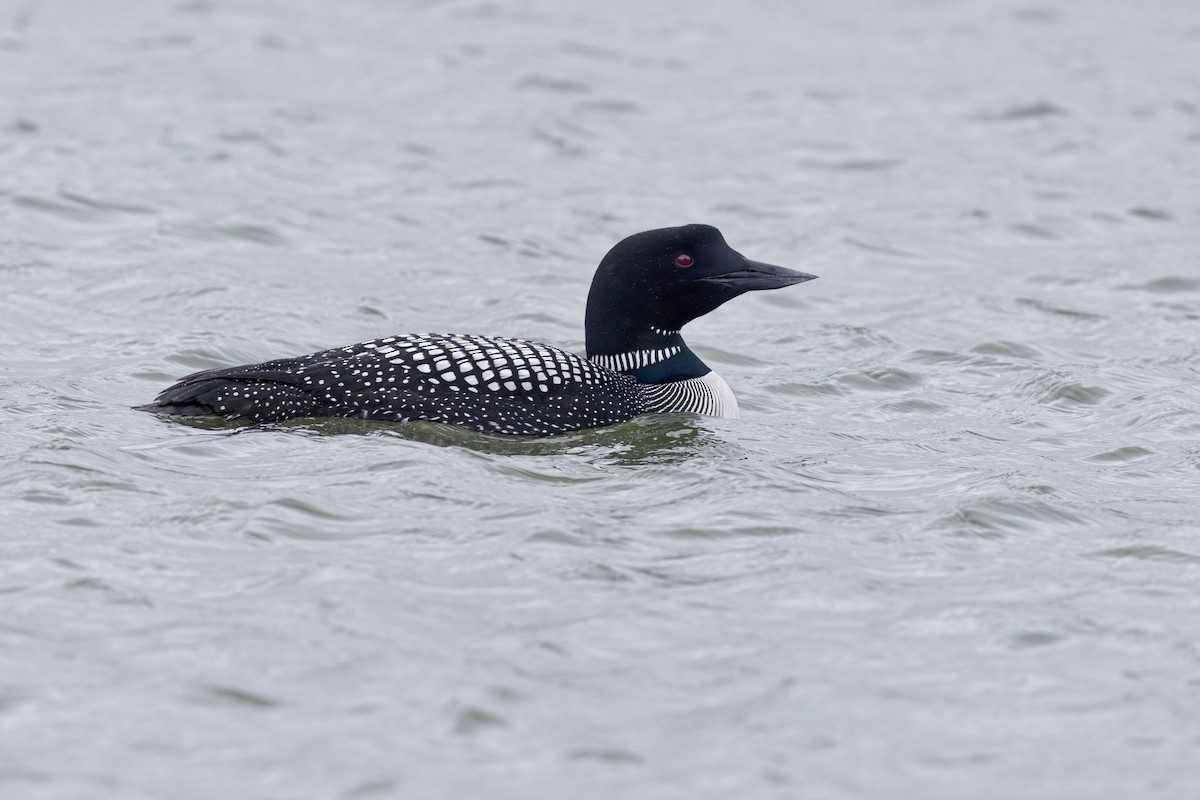 Common Loon - ML620731831