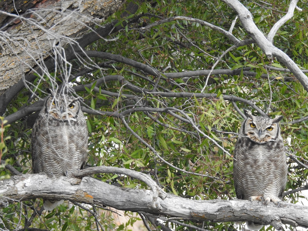 Lesser Horned Owl - ML620731832