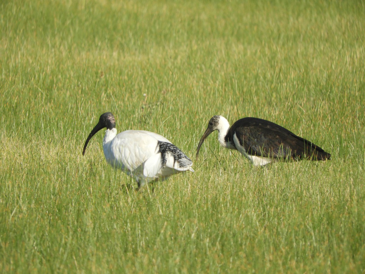 Ibis à cou noir - ML620731833