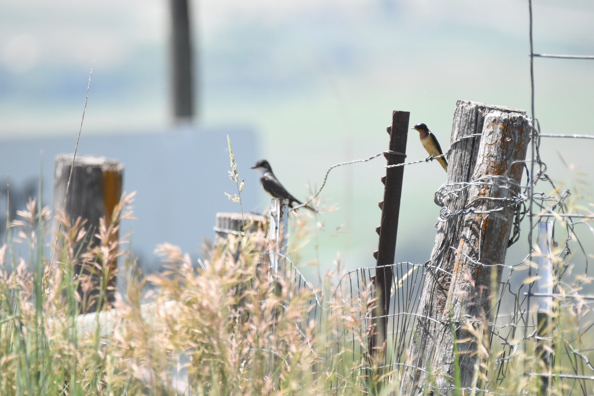 Eastern Kingbird - ML620731835