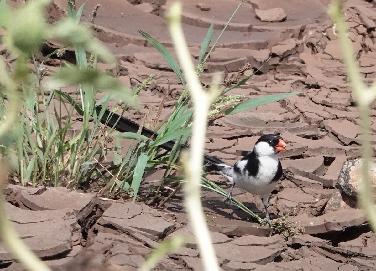 Pin-tailed Whydah - ML620731836