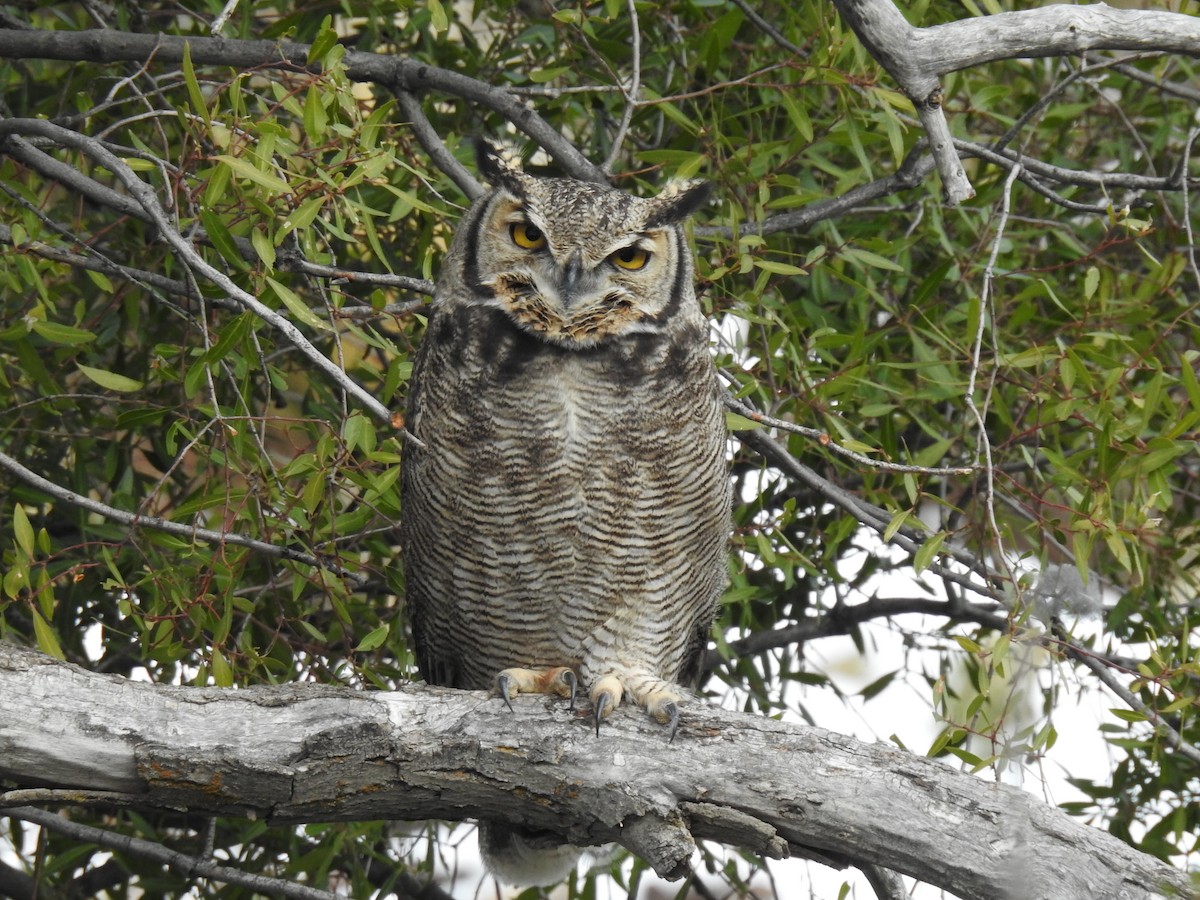 Lesser Horned Owl - ML620731837