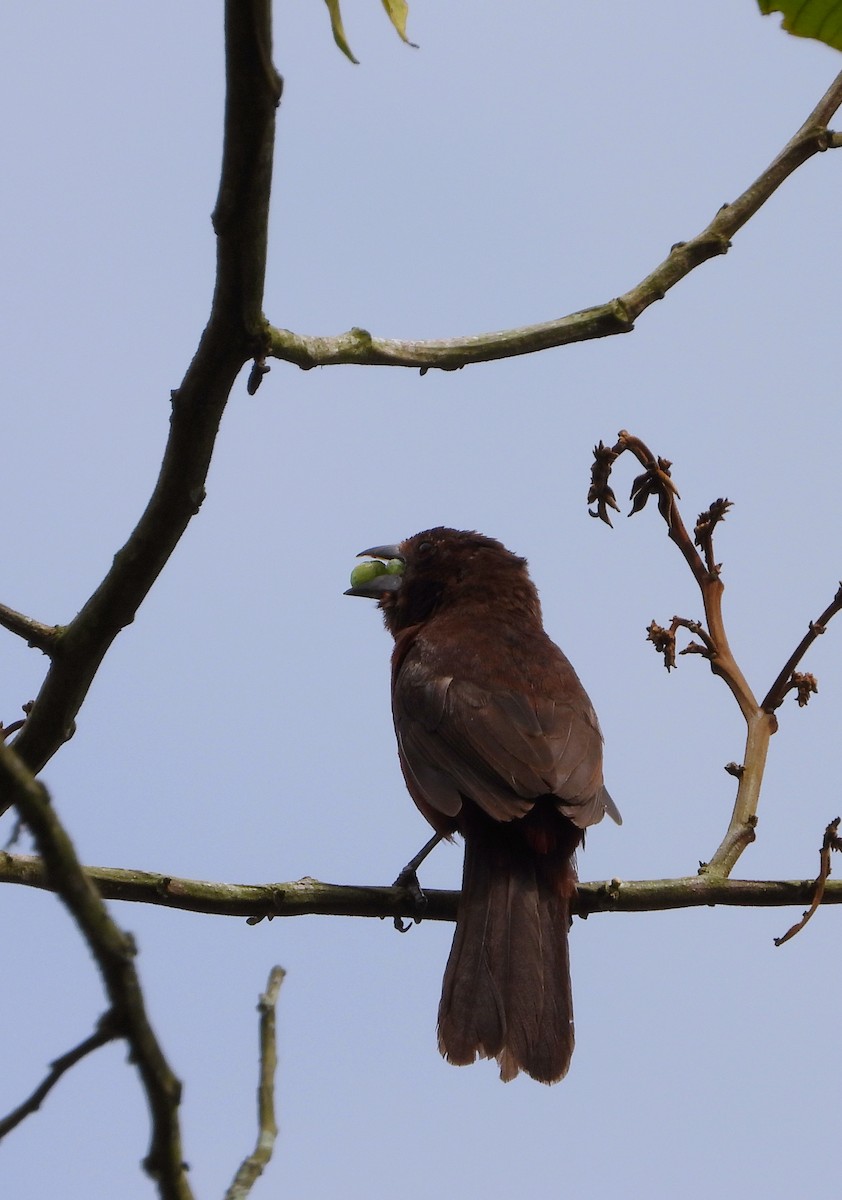 Silver-beaked Tanager - ML620731838