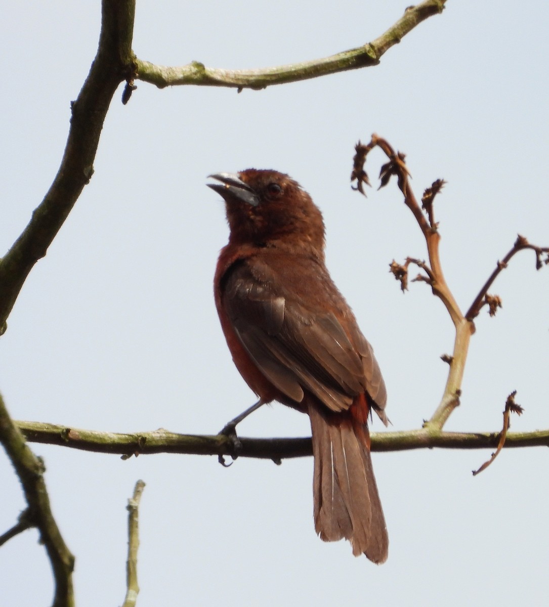 Silver-beaked Tanager - ML620731839